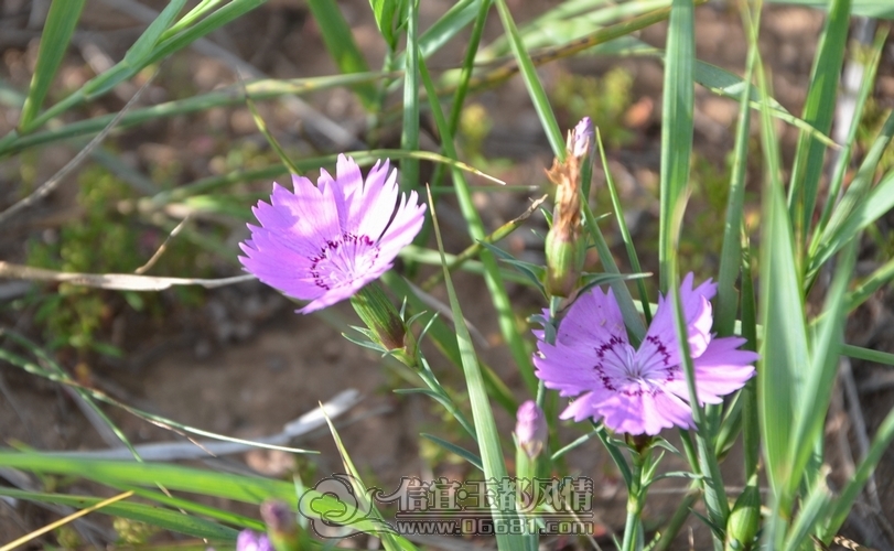 DSC_5798.jpg