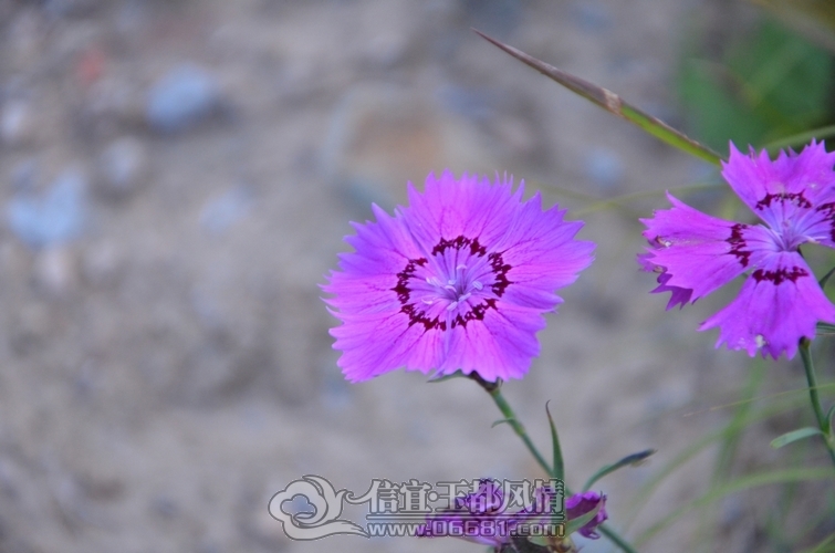 DSC_5311.jpg