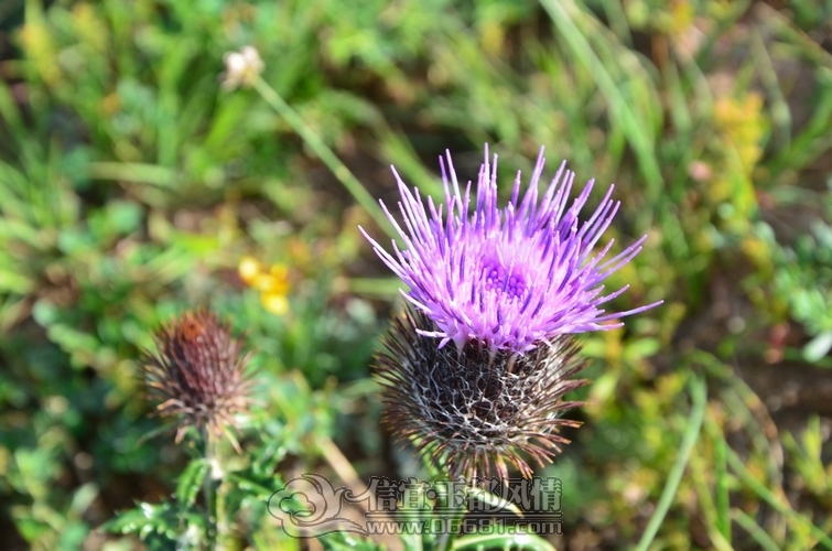 DSC_5863.jpg