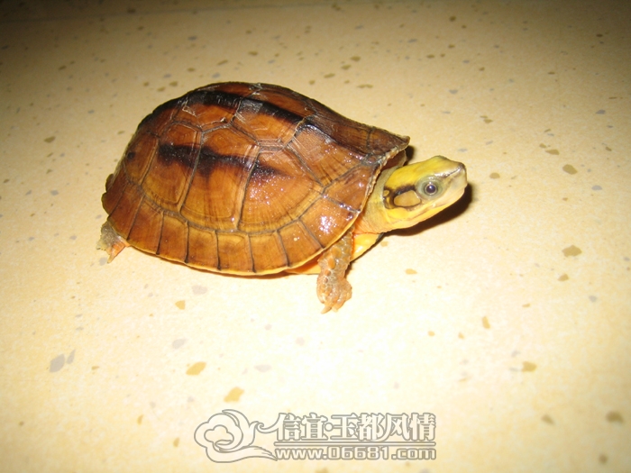��Ǯ�꣨���߱տǹ꣩
