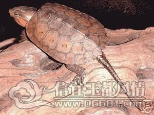 ӥ���(��ͷ�ꡢ��ͷƽ�ع�)