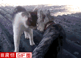 4da37f154e17bf3caeb2f5e84f72b54d.gif