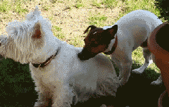 663a2a0577566aaea9961af089a3315c.gif