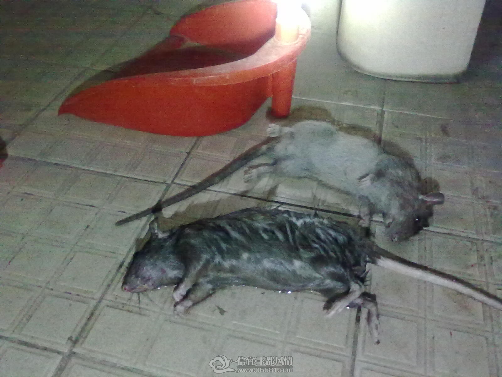 20121113431.jpg