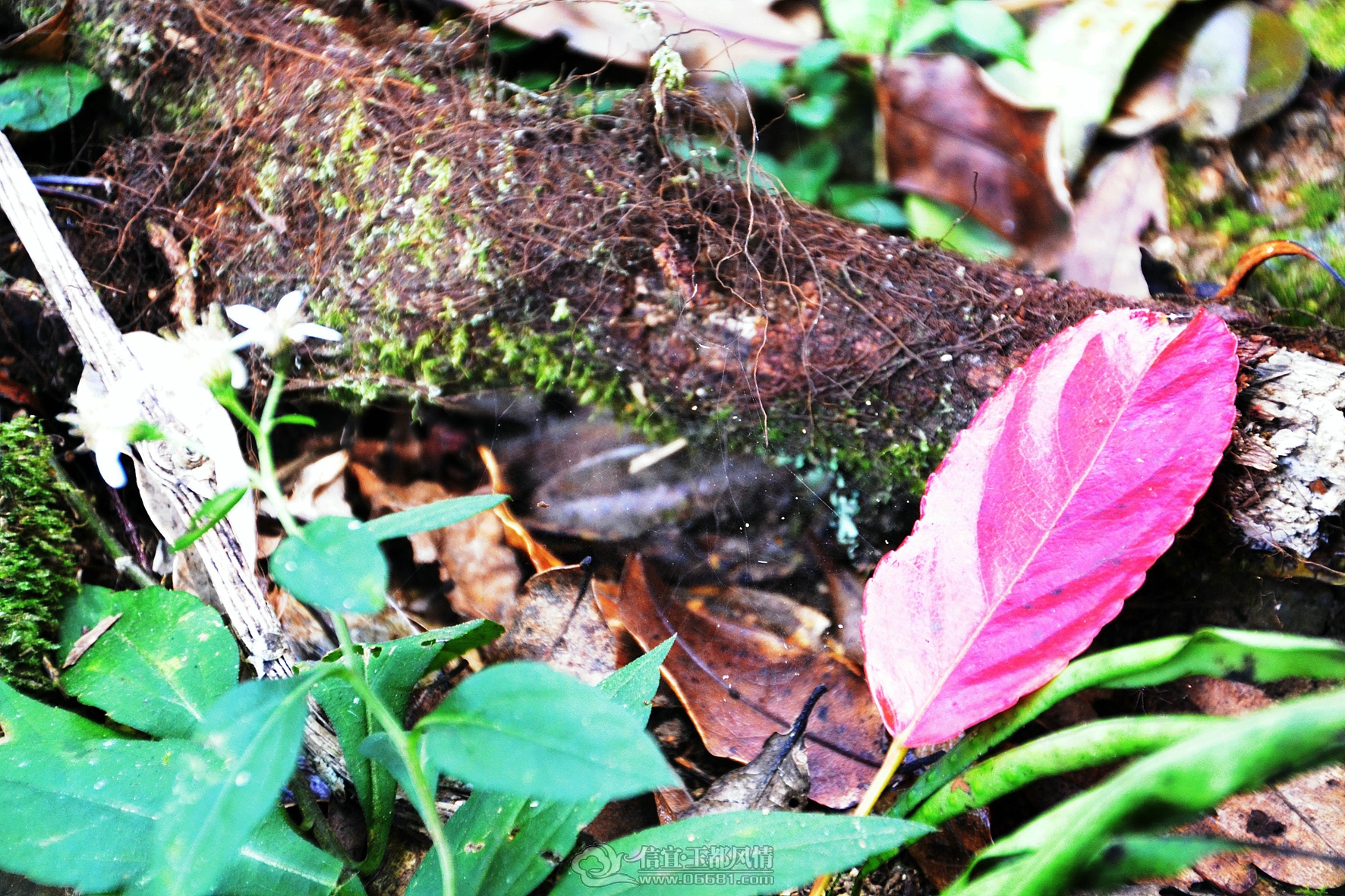 DSC_0120A.jpg