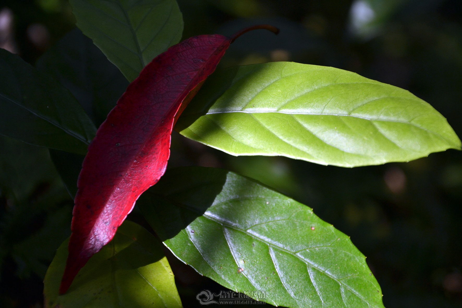 DSC_0159A.jpg