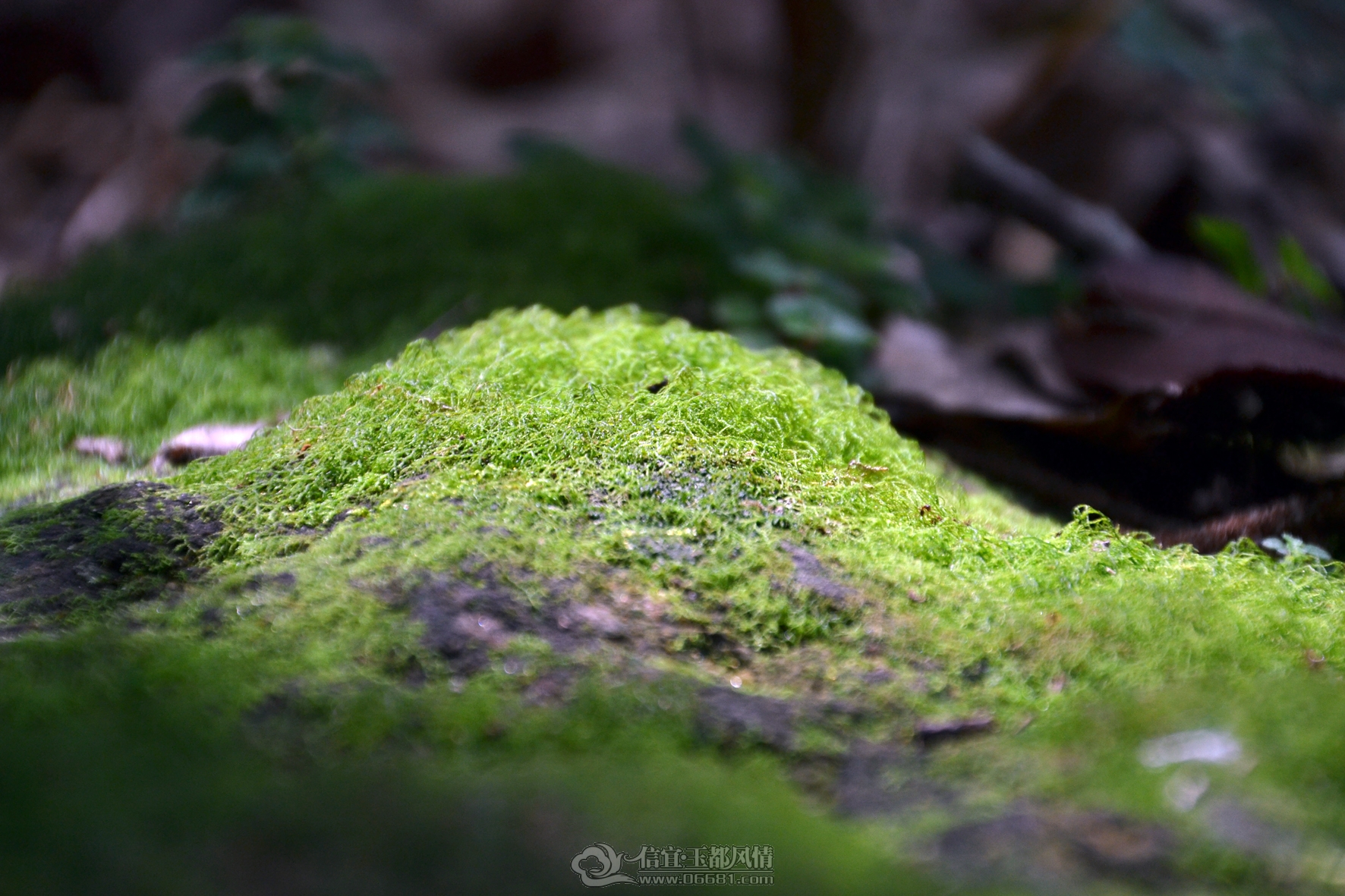 DSC_0136.jpg
