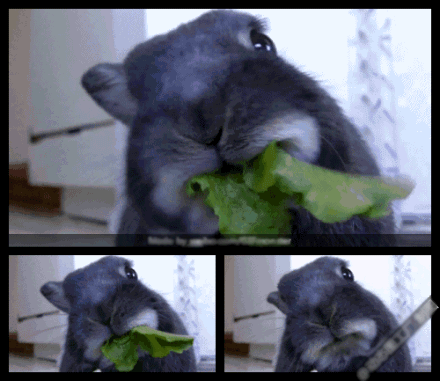 0a4357d00474d89c237e856c1dfd12ce-2872369.gif