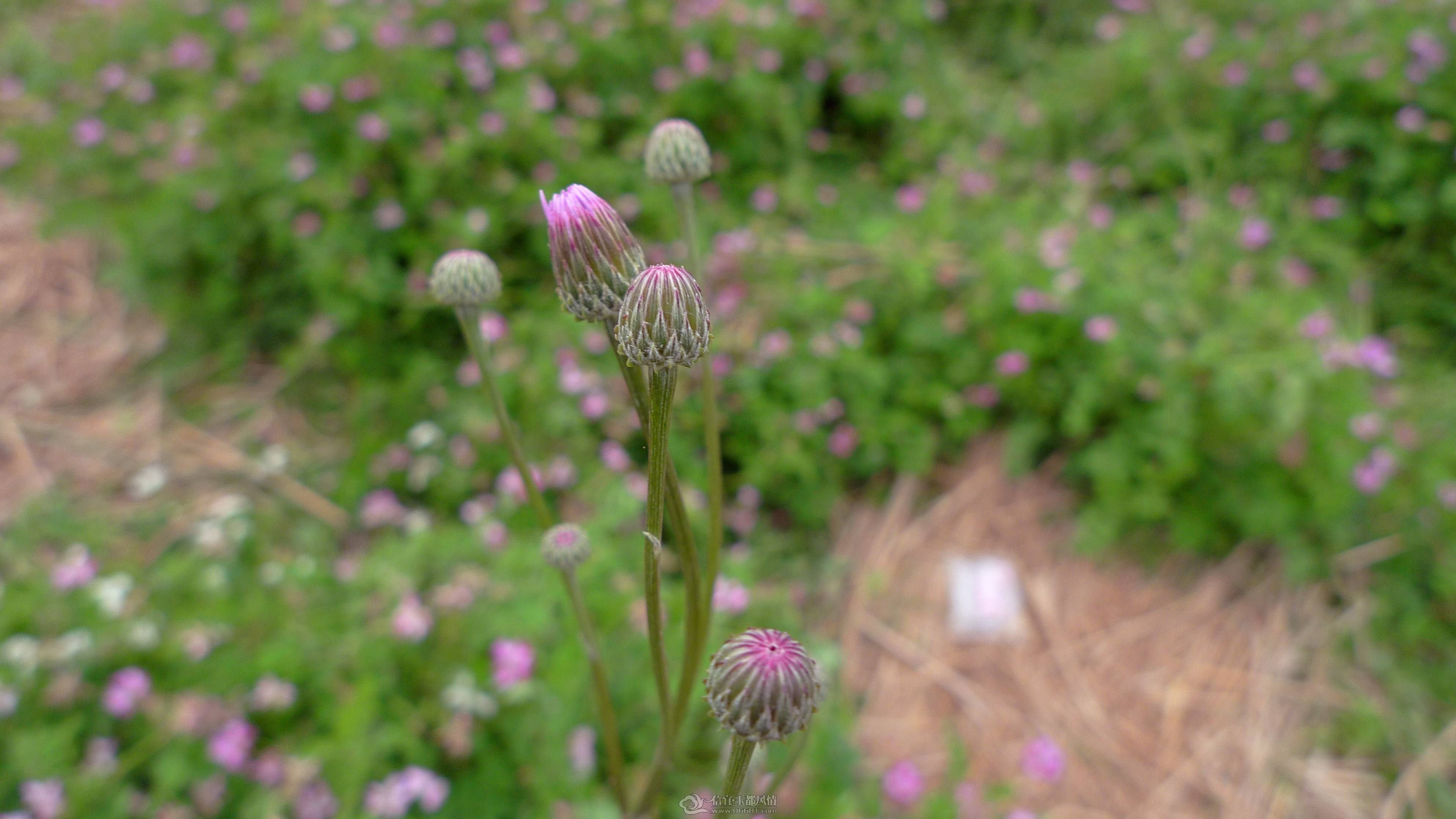 P1100637_����.jpg