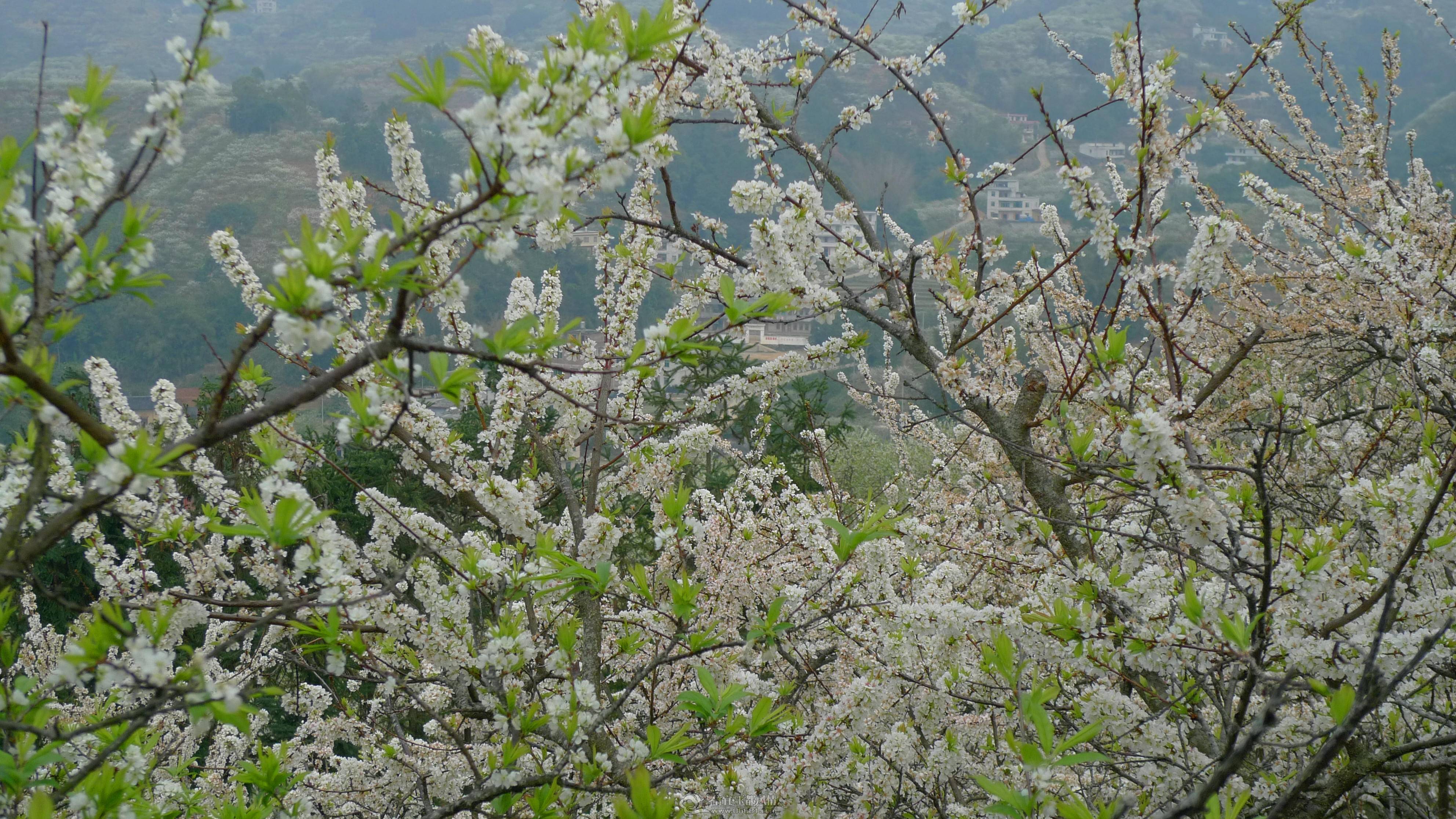 P1100704_����_����.jpg