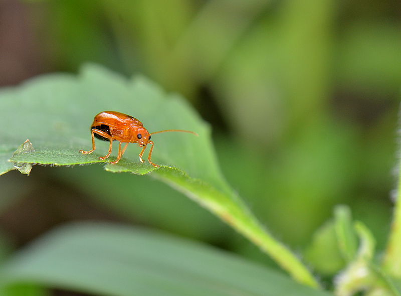 DSC_6452.jpg