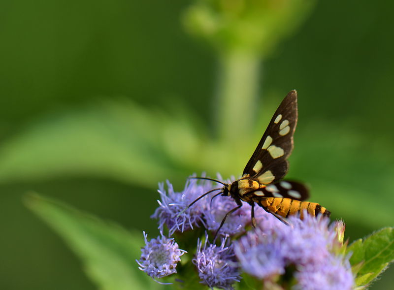 DSC_6483.jpg