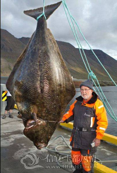 a_few_fishermens_biggest_catches_ever_640_28[1].jpg