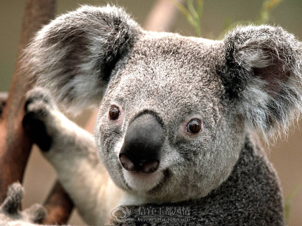 Koala.jpg