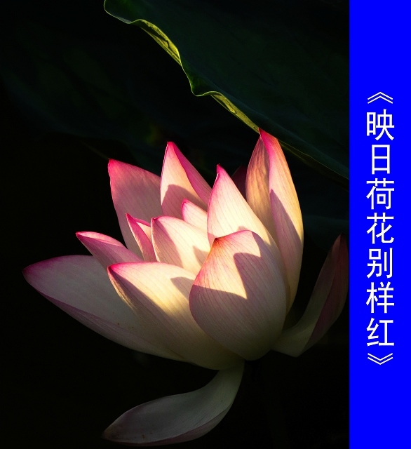 ��ӳ�պɻ������졷.jpg