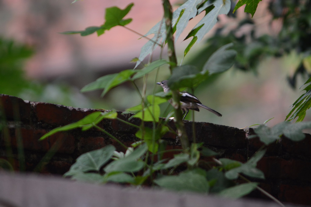 DSC_4771_exposure_������С.JPG