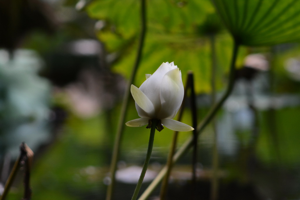 DSC_4712_exposure_������С.JPG