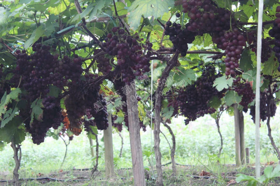 psb (1)rrrr.jpg
