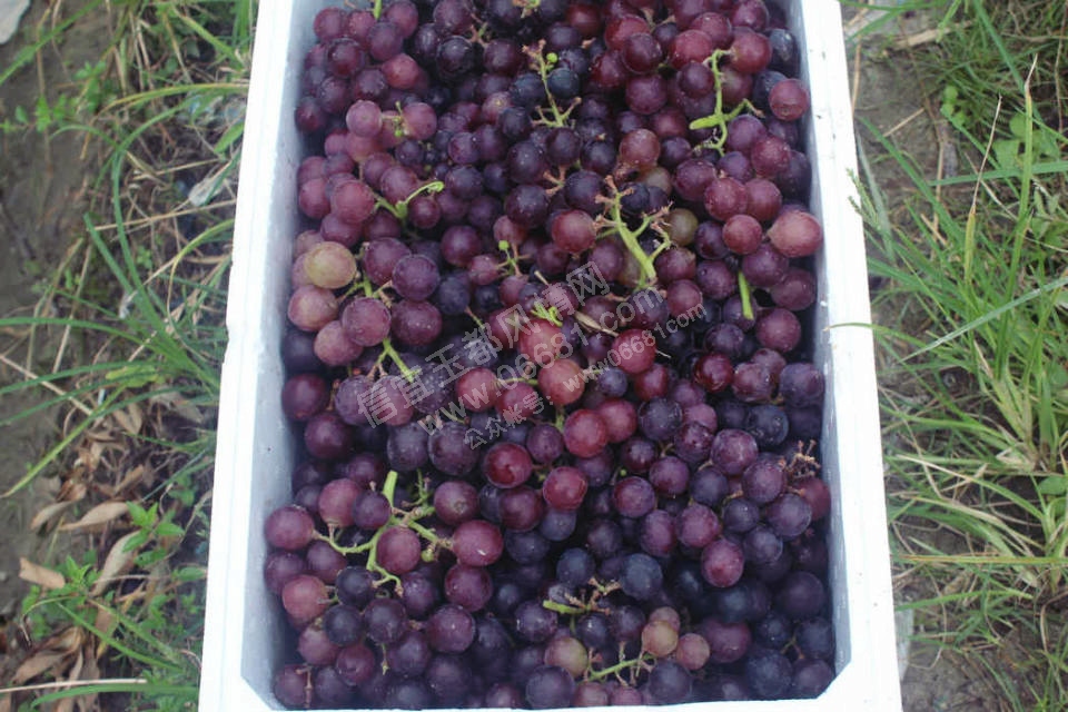 psb (12).jpg