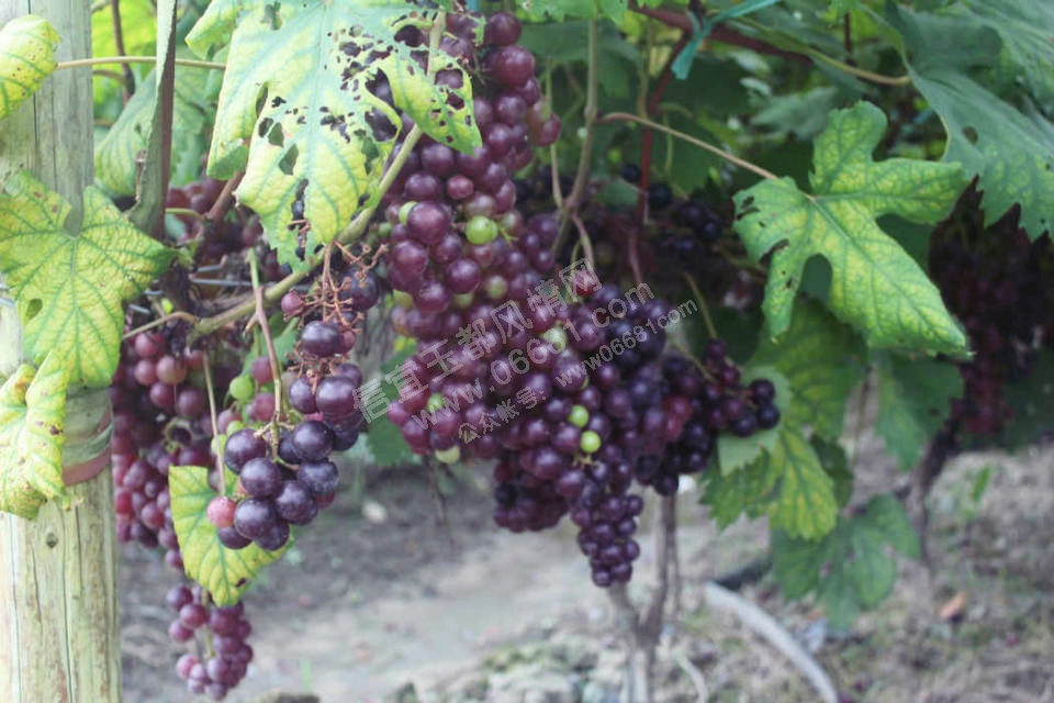psb (14).jpg