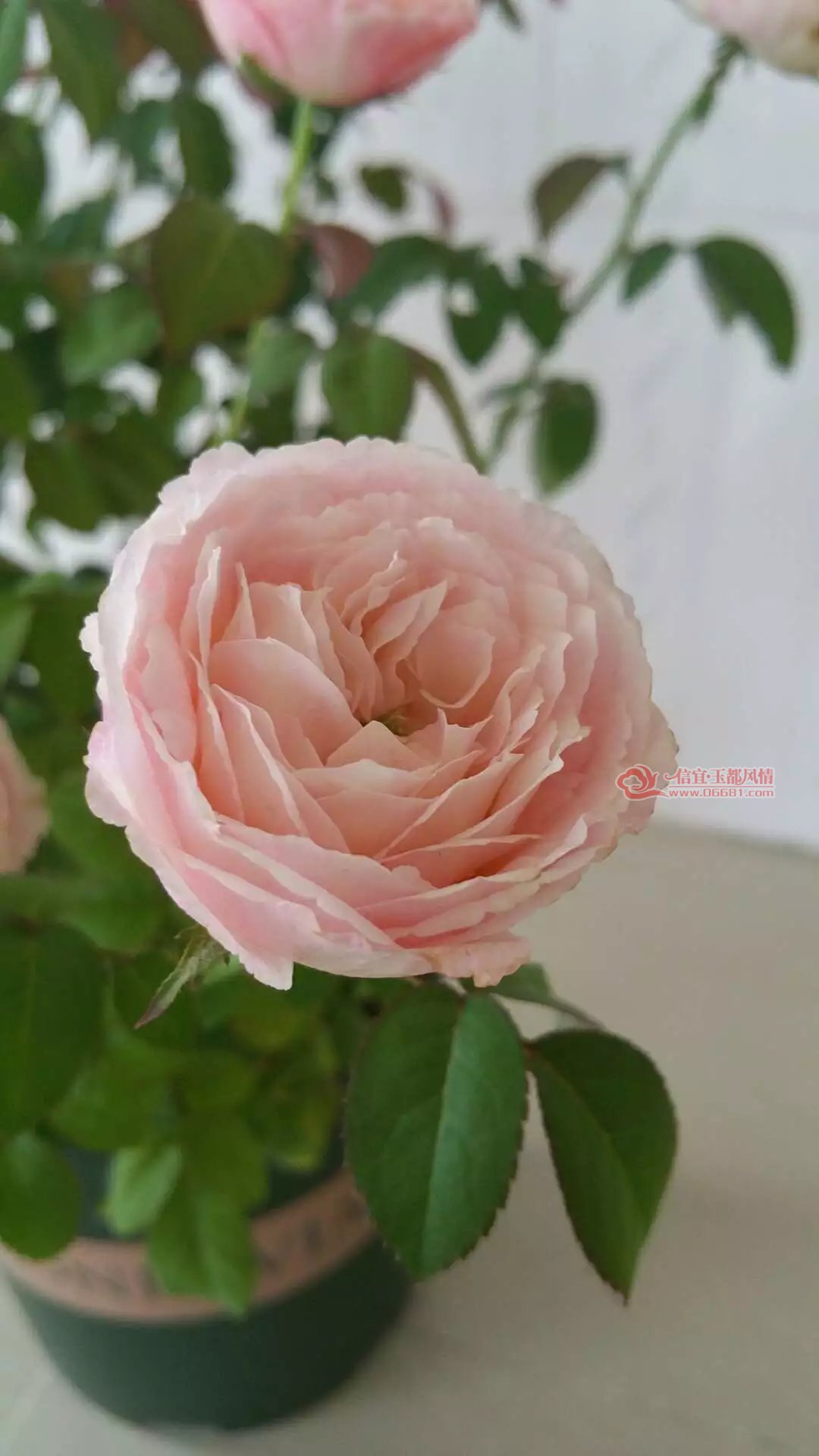 psb (1).jpg