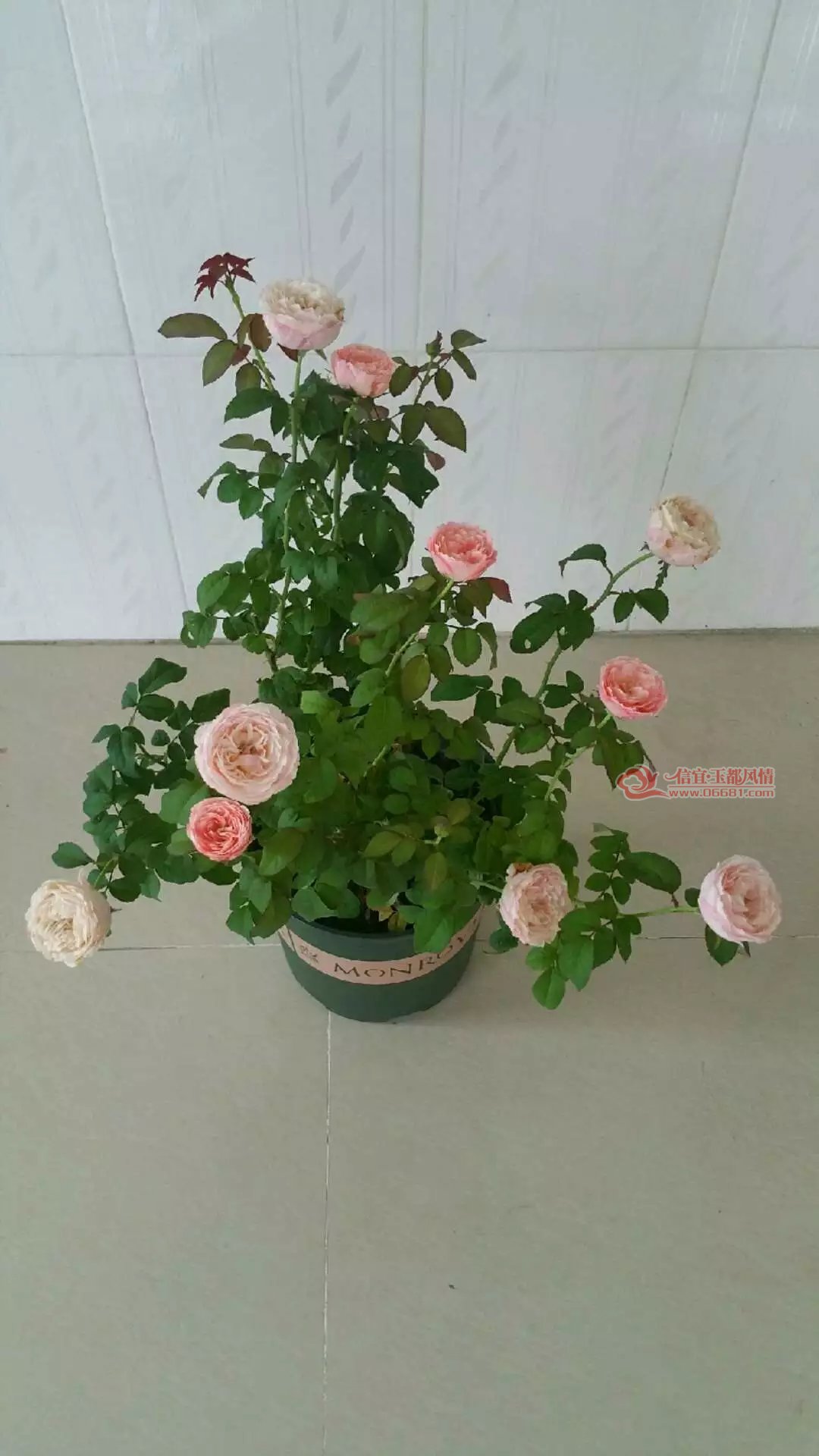 psb (8).jpg