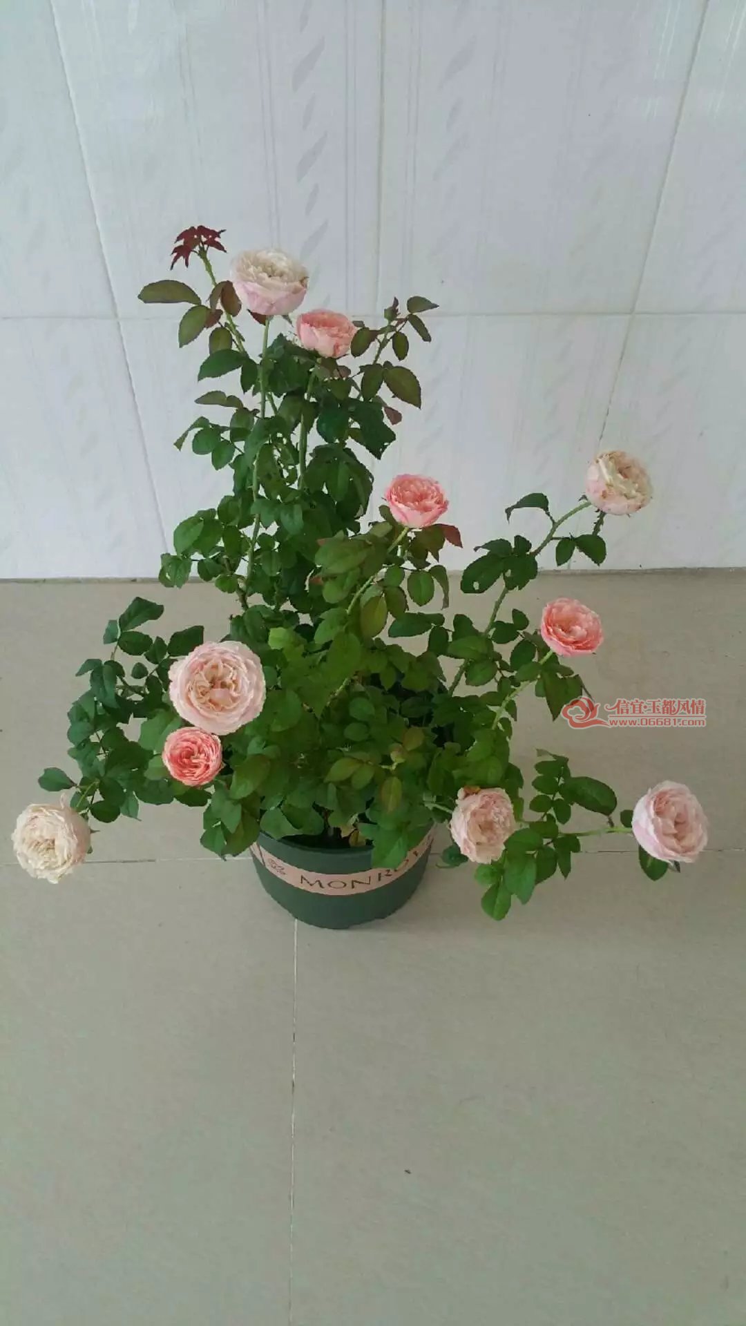 psb (7).jpg
