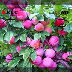 u=812948667,2581356216&fm=23&gp=0.jpg
