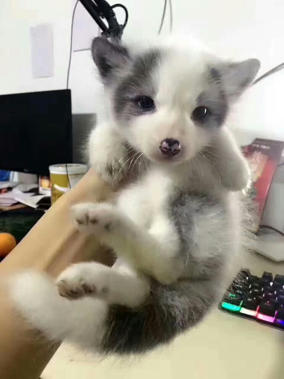 �������  ������ֳ����  �Ϸ���Դ