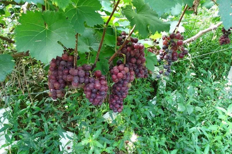 ΢��ͼƬ_20180718155728.jpg