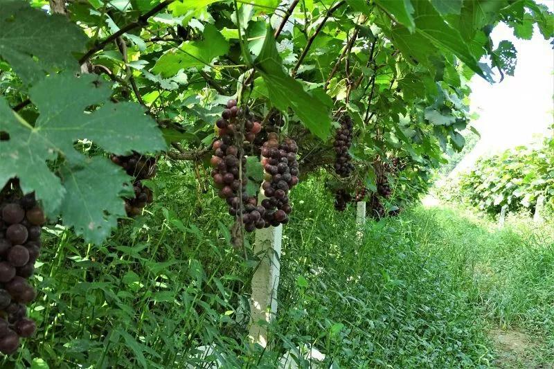΢��ͼƬ_20180718155736.jpg