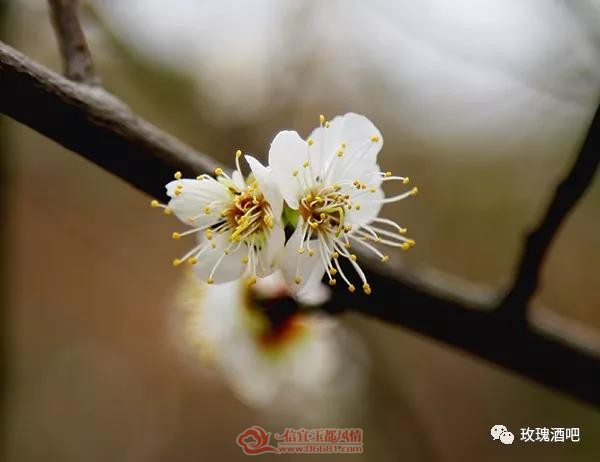 ΢��ͼƬ_20190109144612.jpg