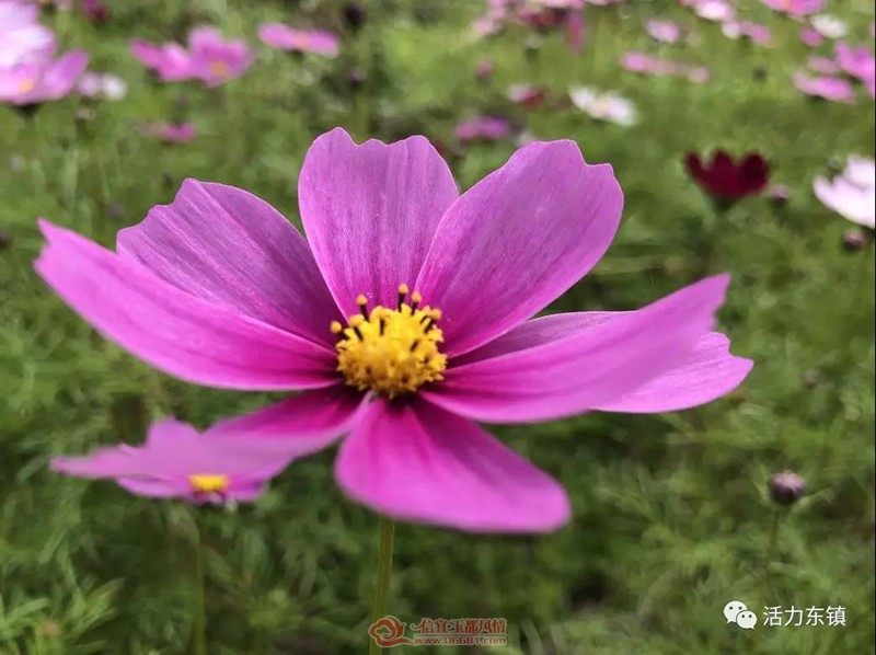 ΢��ͼƬ_20190120151055.jpg