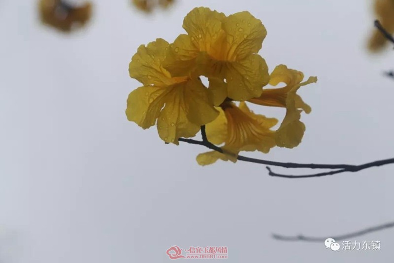 ΢��ͼƬ_20190222113609.jpg