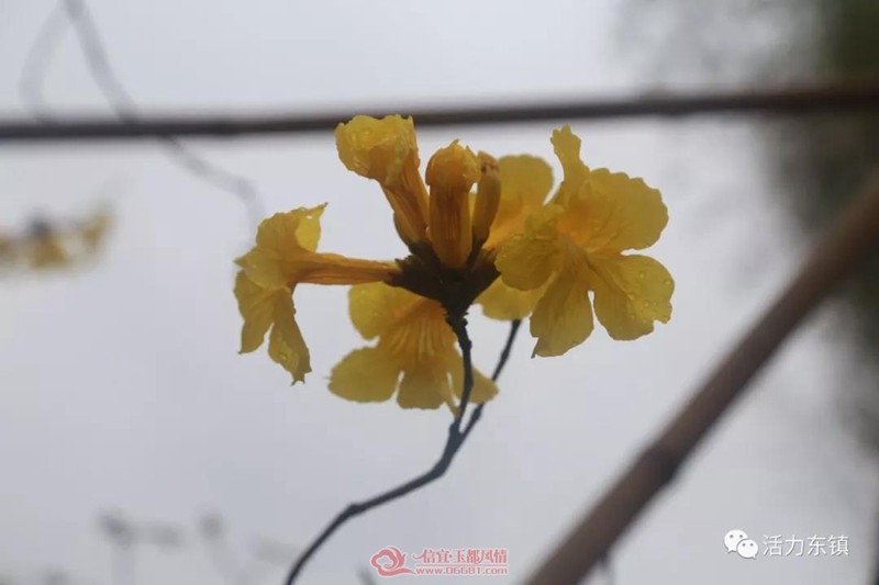 ΢��ͼƬ_20190222113606.jpg