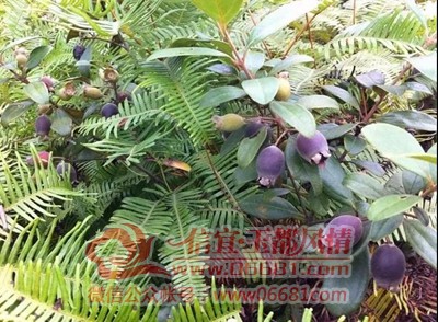΢��ͼƬ_20201218102704.jpg