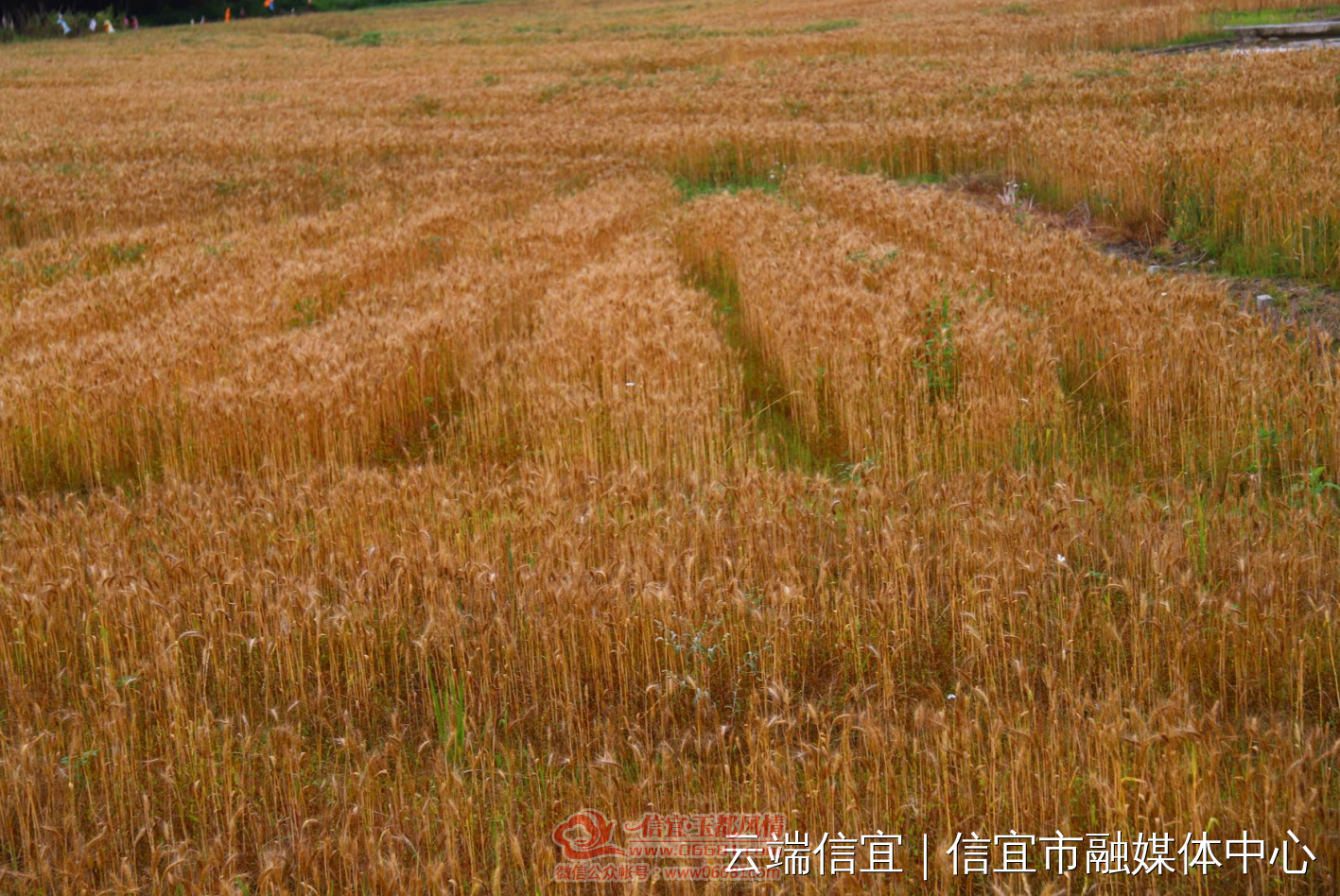 ΢��ͼƬ_20210329085747.png