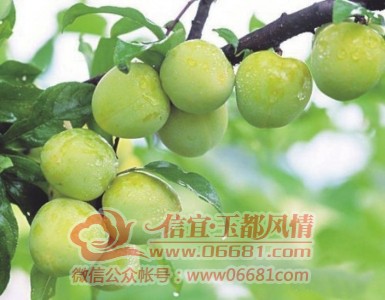 m_8df1ea5335635a34bd08c702ea812855.jpg