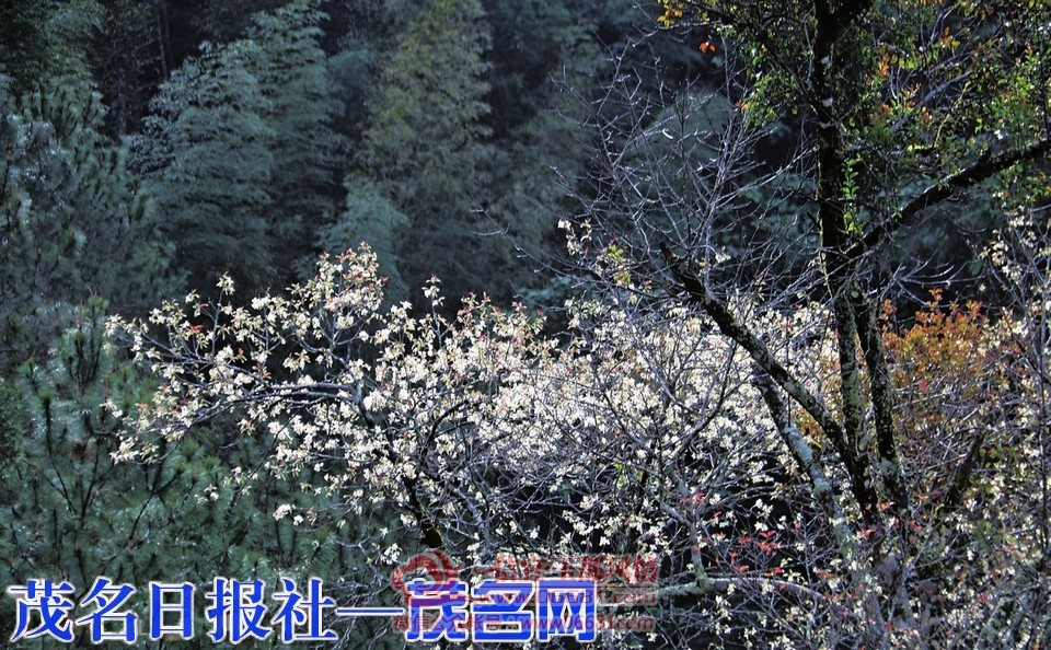 0952061463717201.jpg
