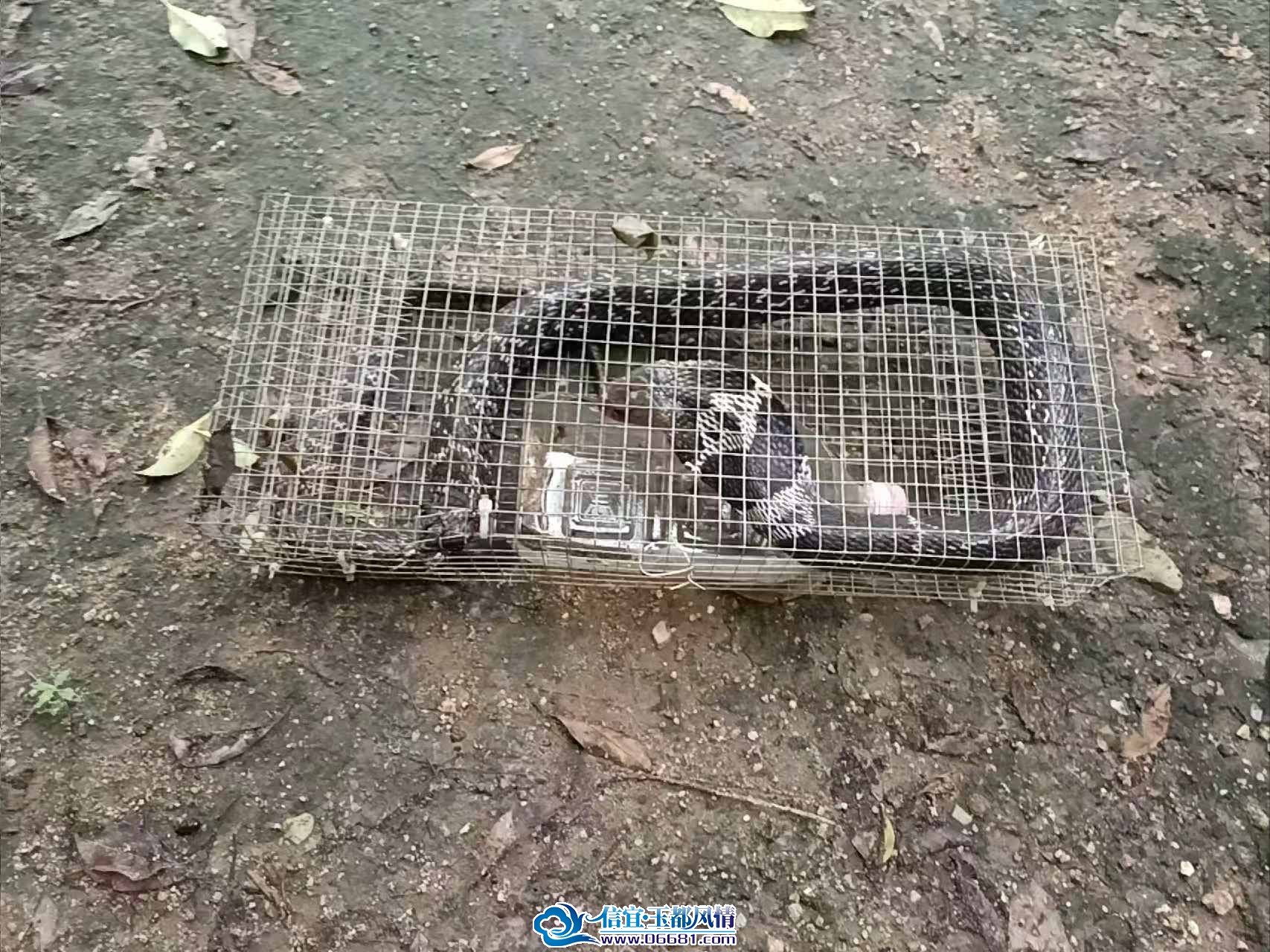 ���߷���