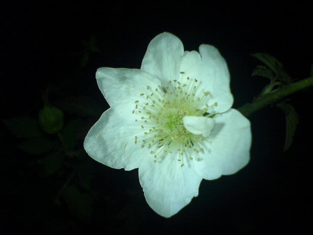 DSC00734.jpg