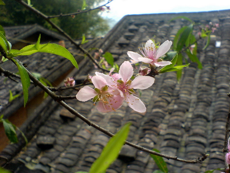 DSC00791.jpg