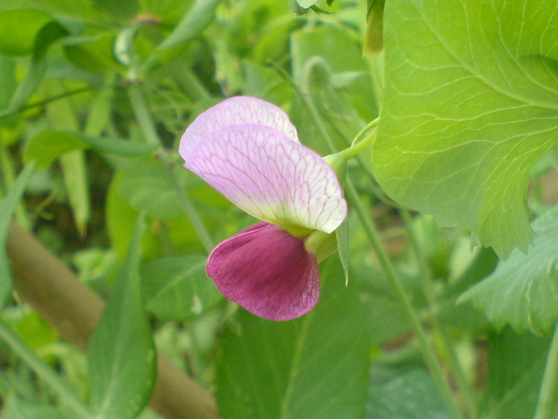 DSC00798.jpg