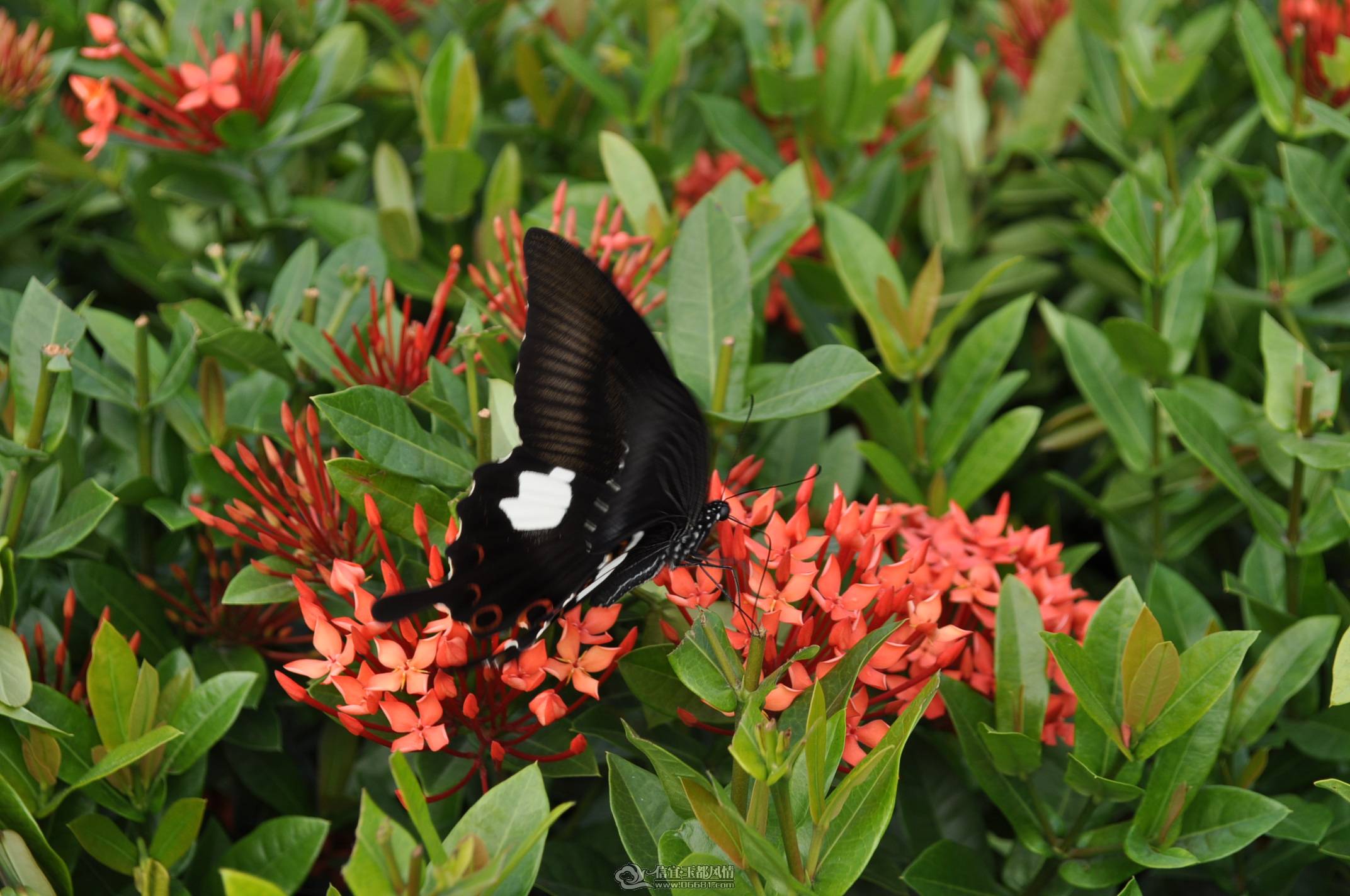 DSC_0181.JPG